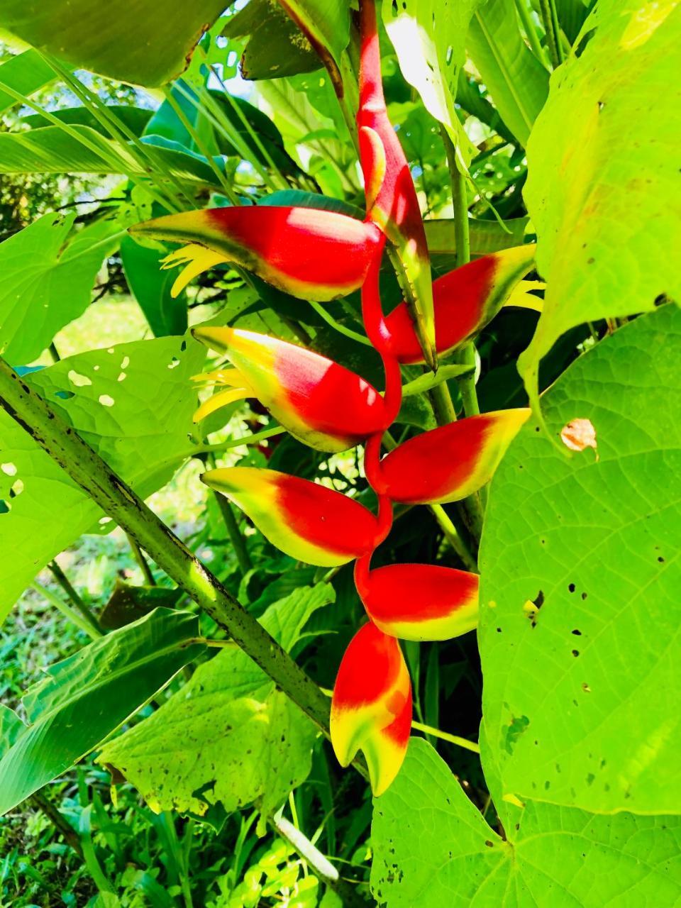 Casa Oceana Bed & Breakfast Bocas del Toro Exterior foto